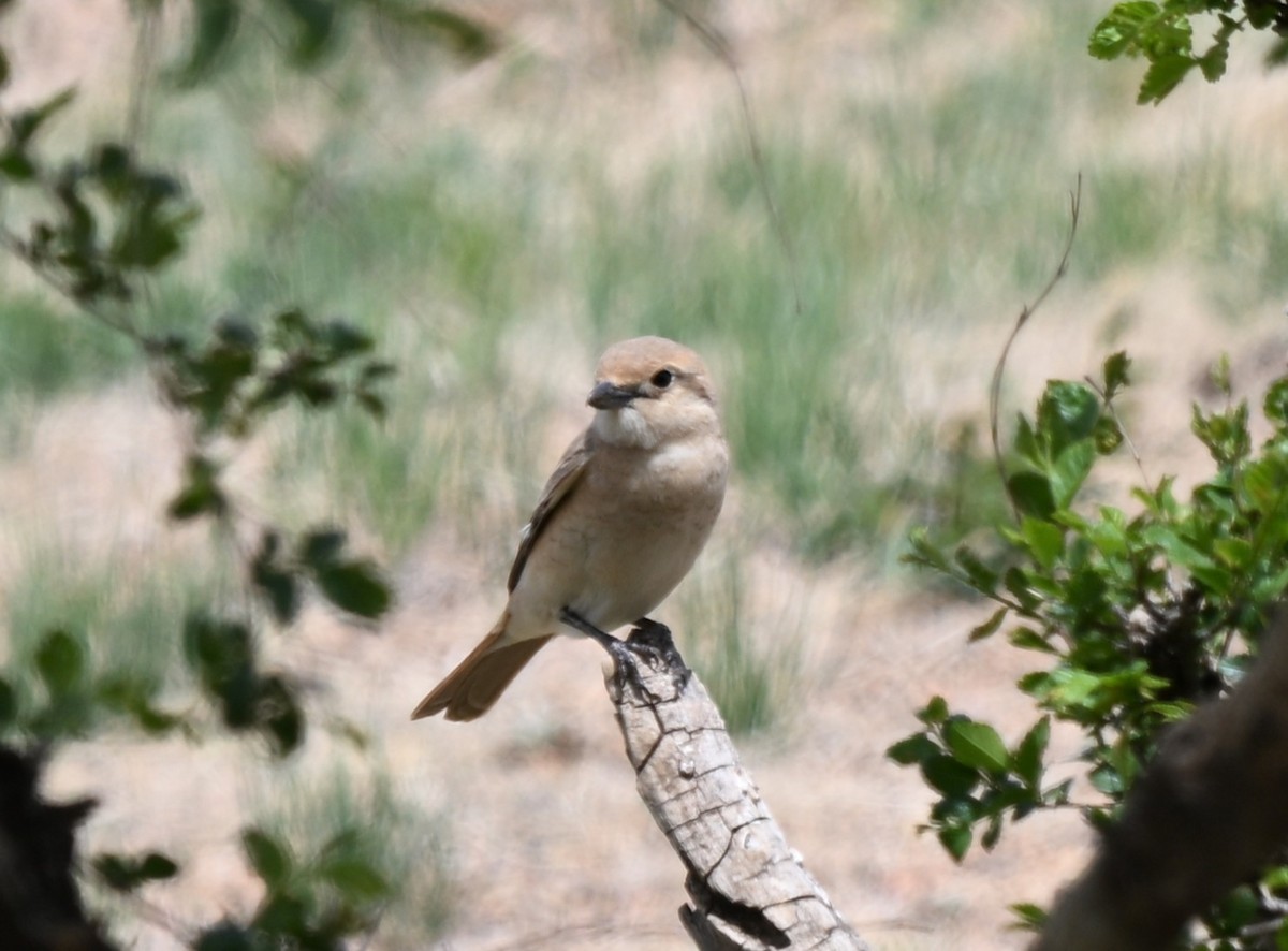 isabellavarsler - ML646607345