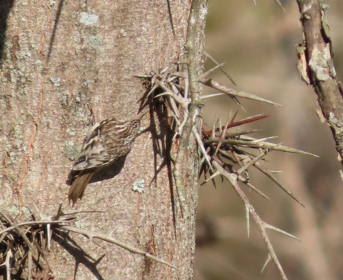 Brown Creeper - ML646607346