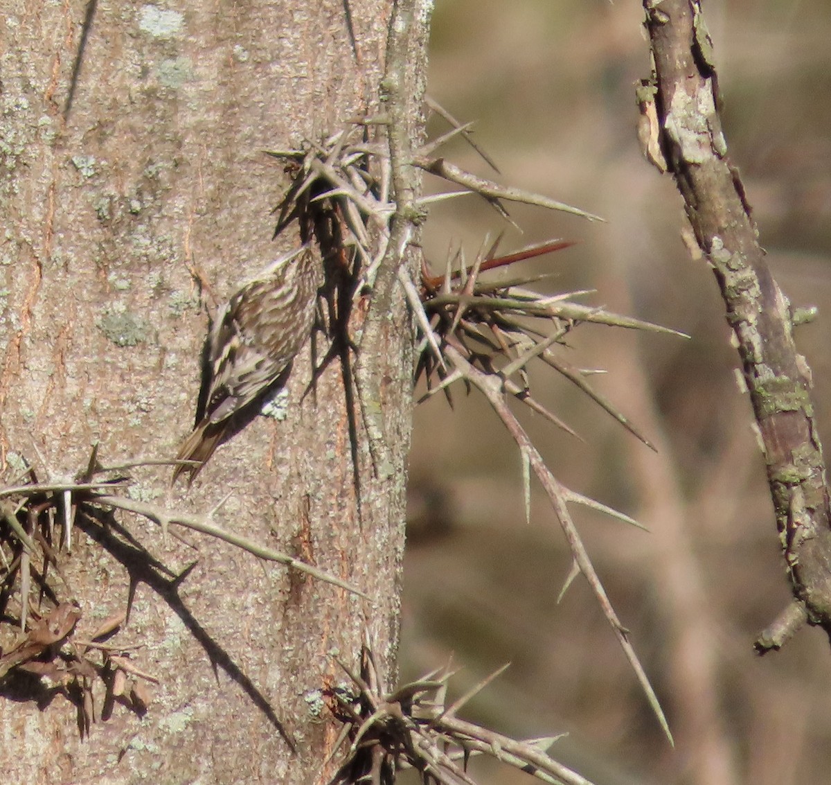 Brown Creeper - ML646607347