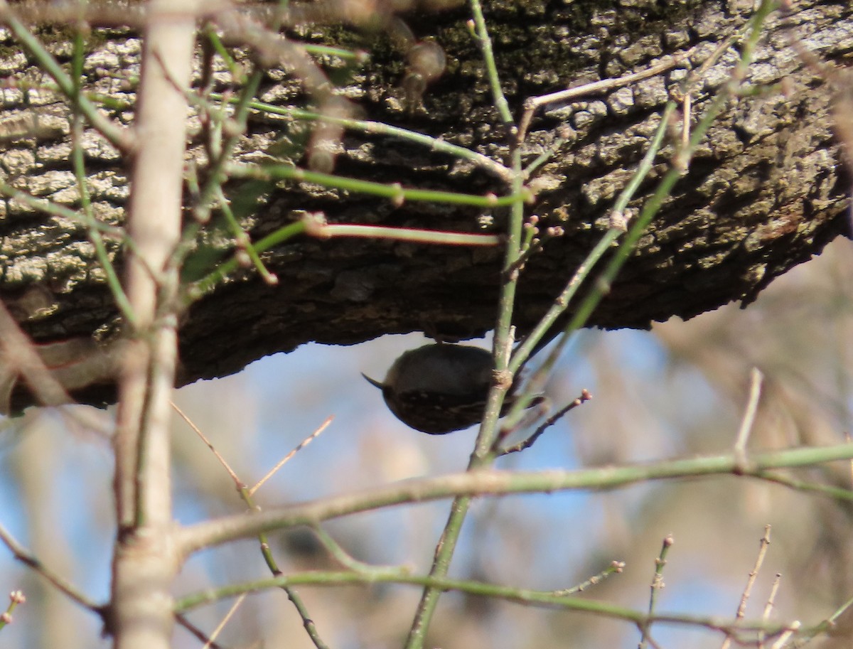 Brown Creeper - ML646607348