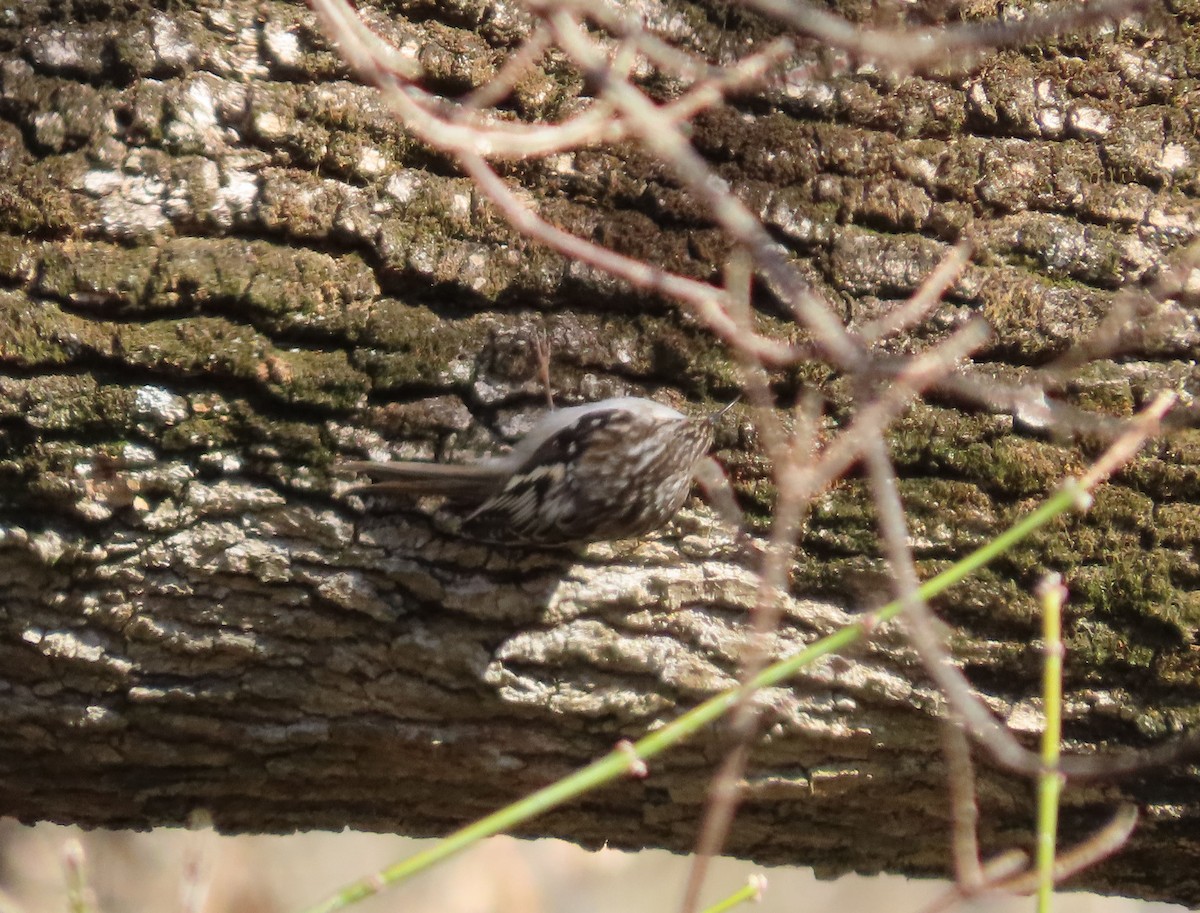 Brown Creeper - ML646607349