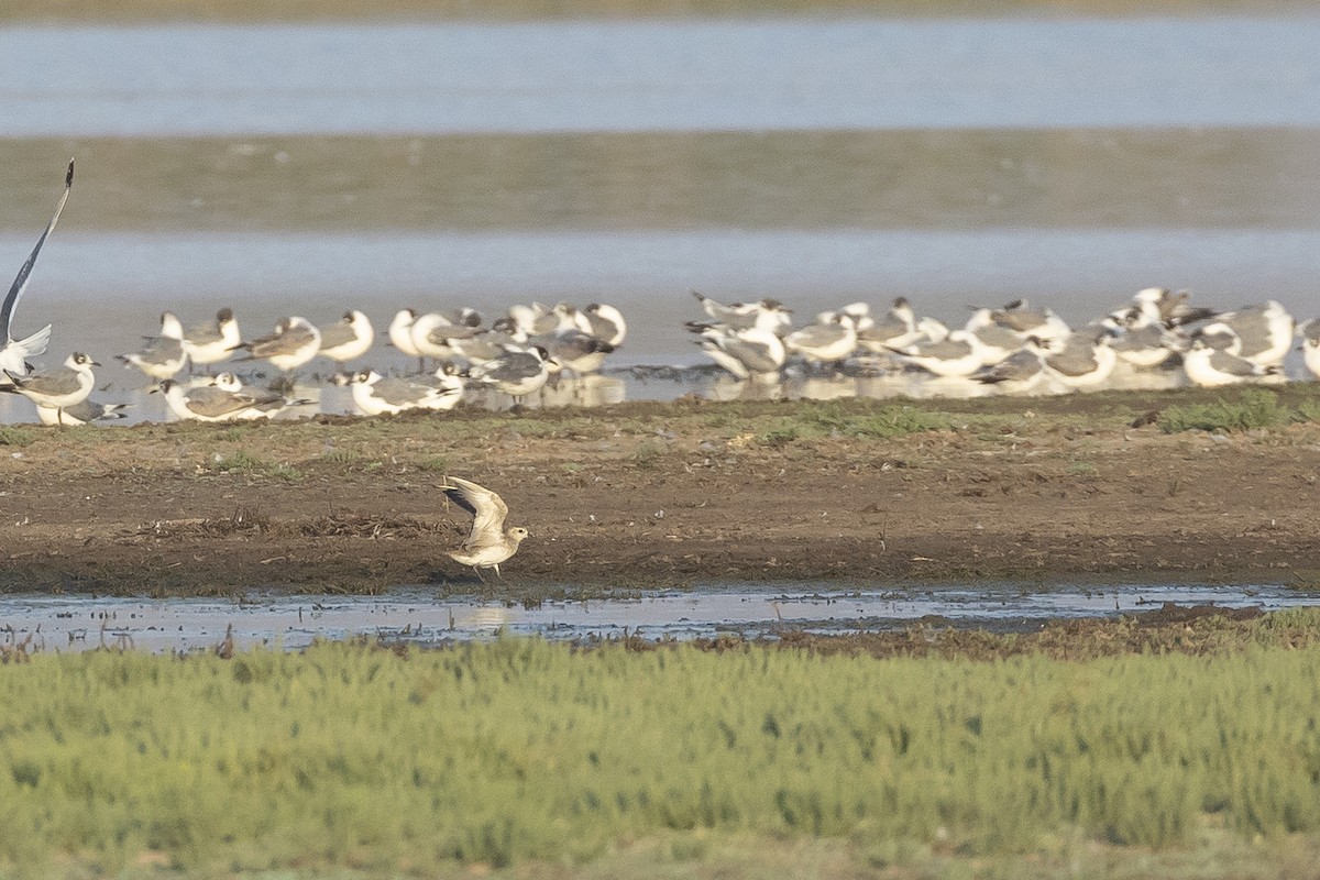 American Golden-Plover - ML646607350