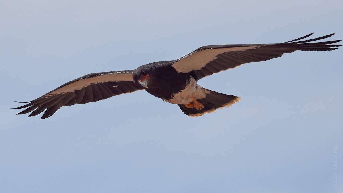 Горная каракара - ML646607351