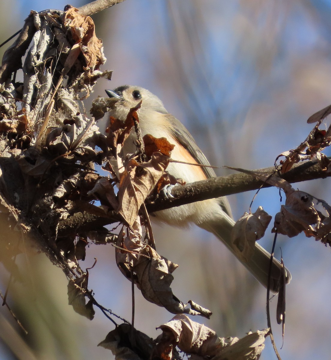 Tufted Titmouse - ML646607352