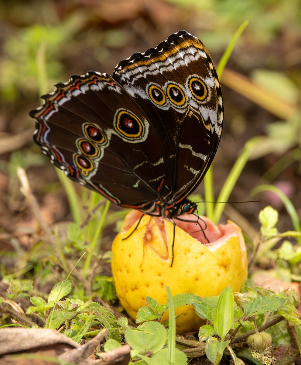 Animales - ML646607353