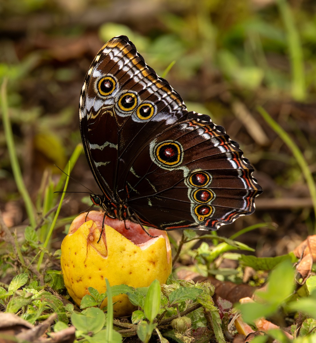 Animales - ML646607354