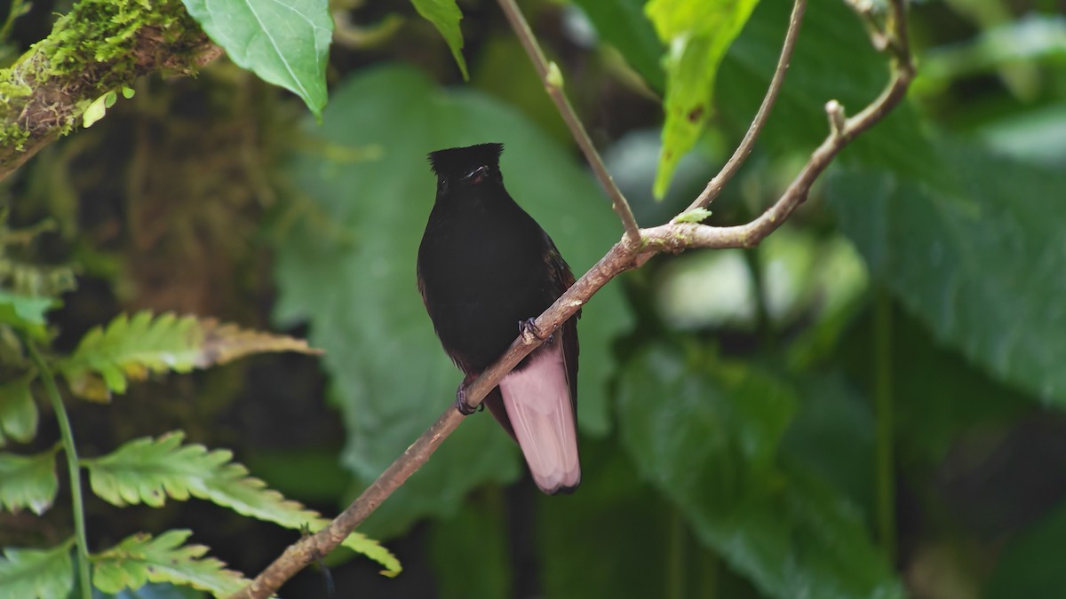 Colibrí Ventrinegro - ML646607355