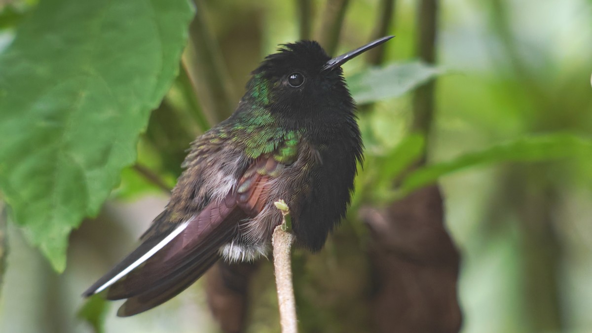 Colibrí Ventrinegro - ML646607356