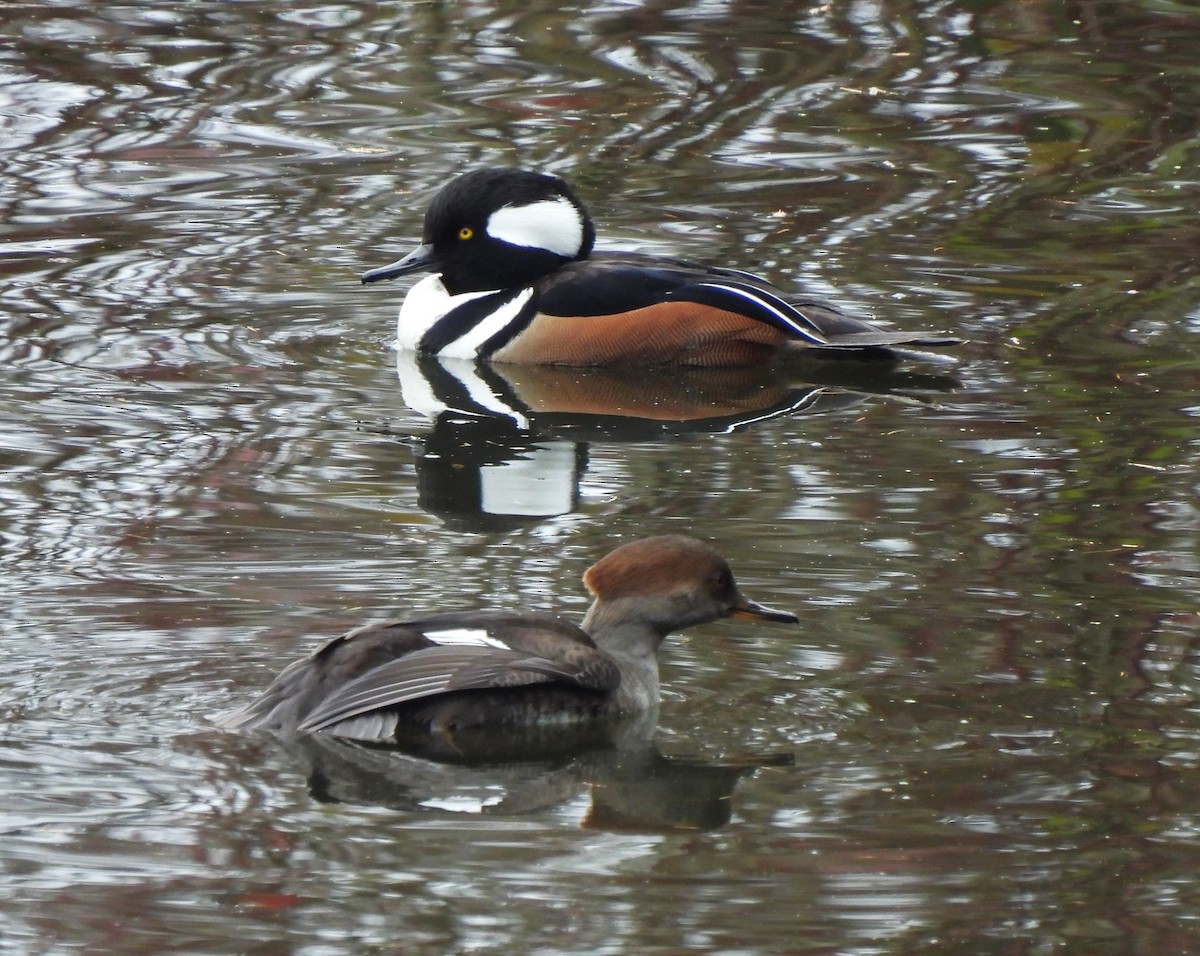 Hooded Merganser - ML646607357