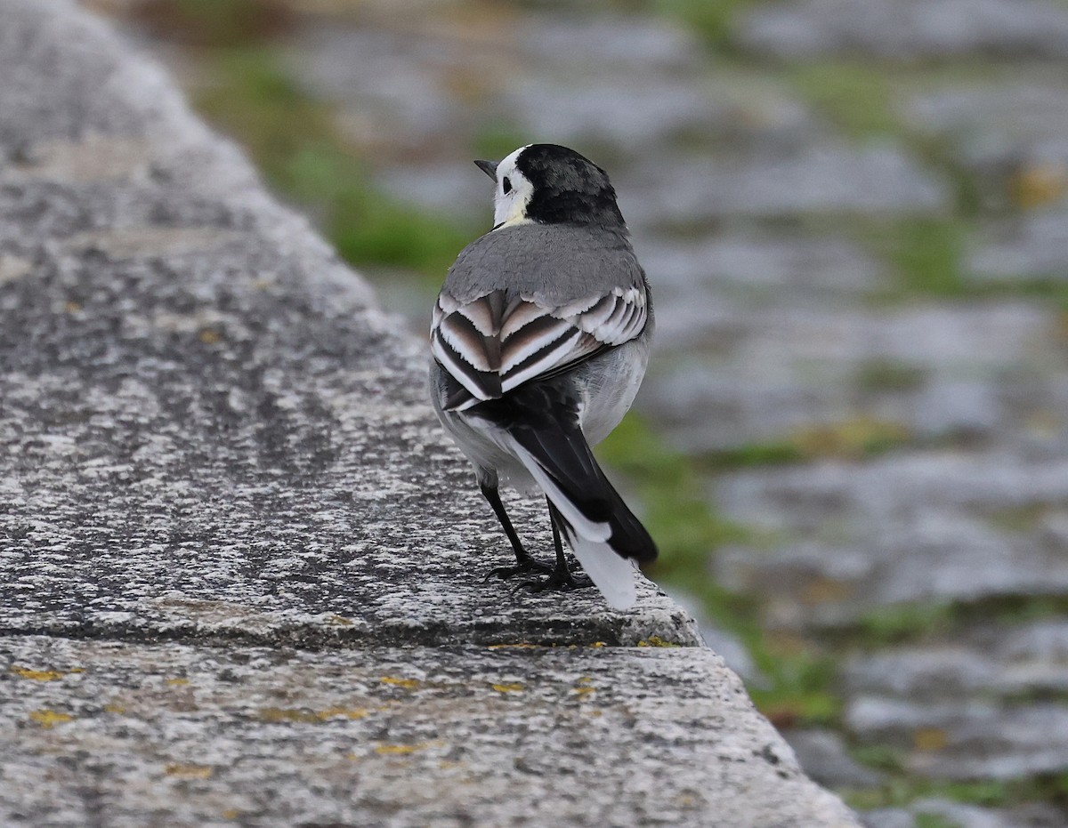 Ballerina bianca - ML646607358