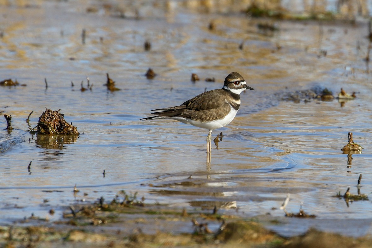 Killdeer - ML646607362