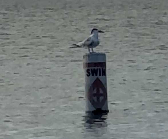 Royal Tern - ML646607363