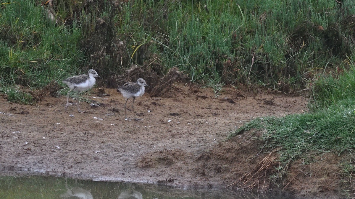 Black-necked Stilt (White-backed) - ML646607364