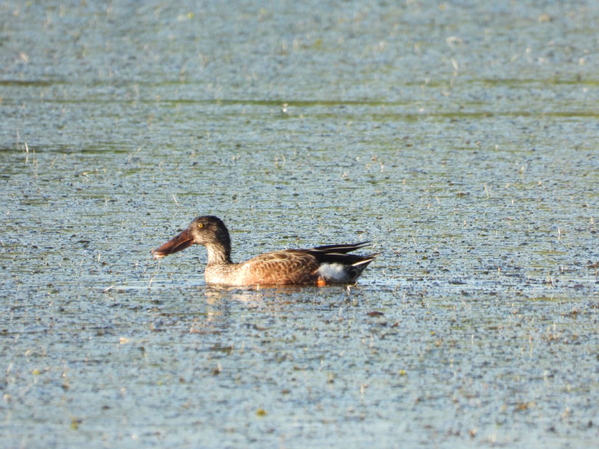 Широконіска північна - ML646607365