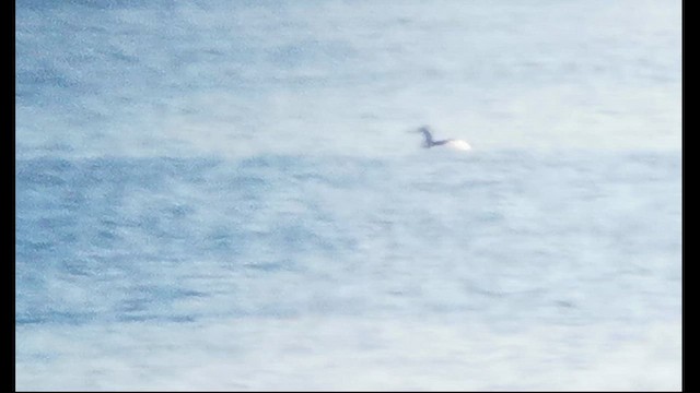 Arctic Loon - ML646607366