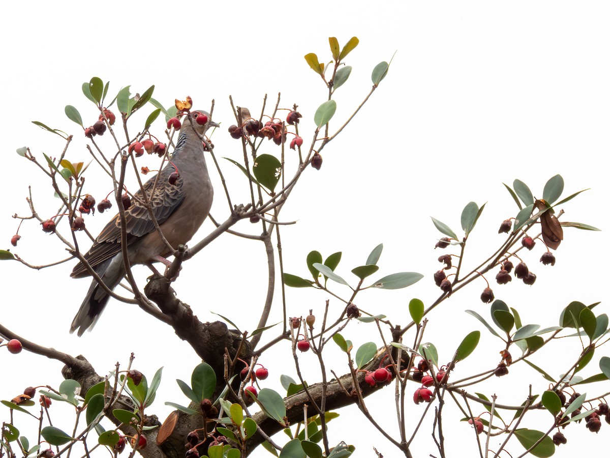 mongolturteldue - ML646607368