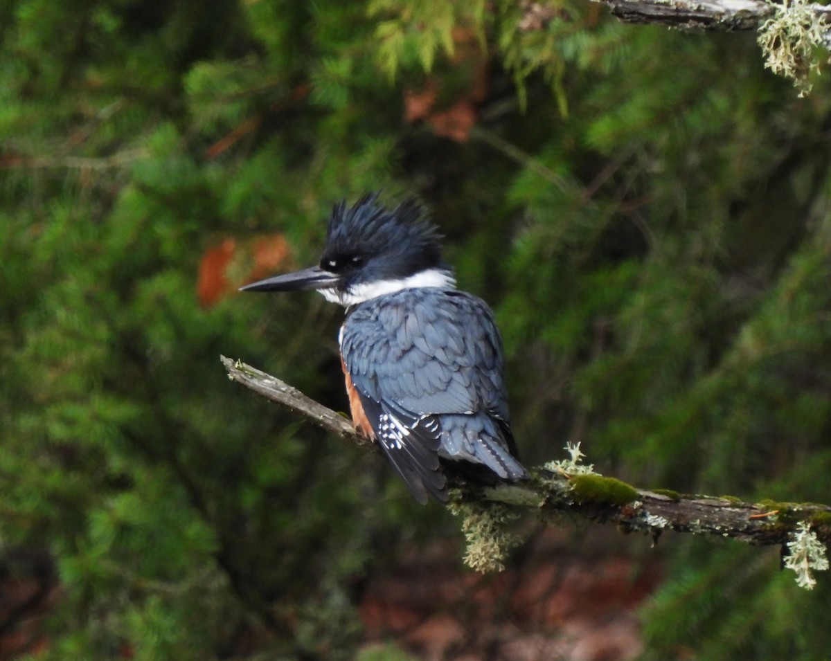 Belted Kingfisher - ML646607370