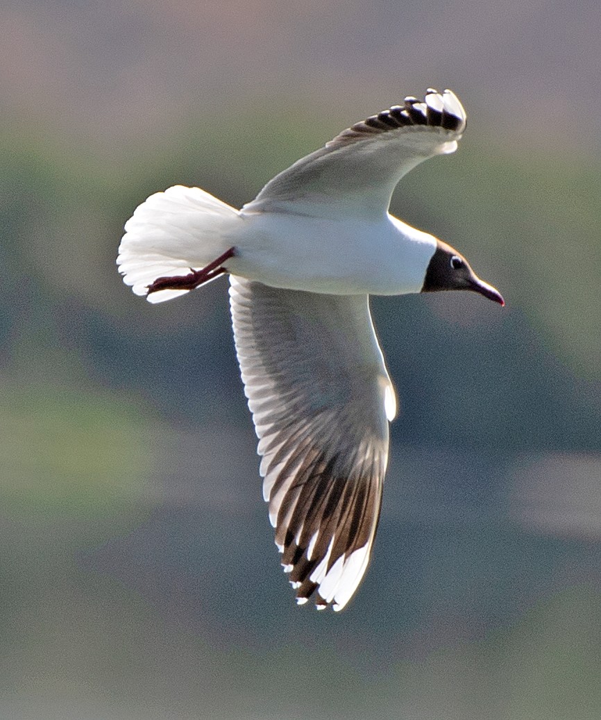 sørhettemåke - ML646607371