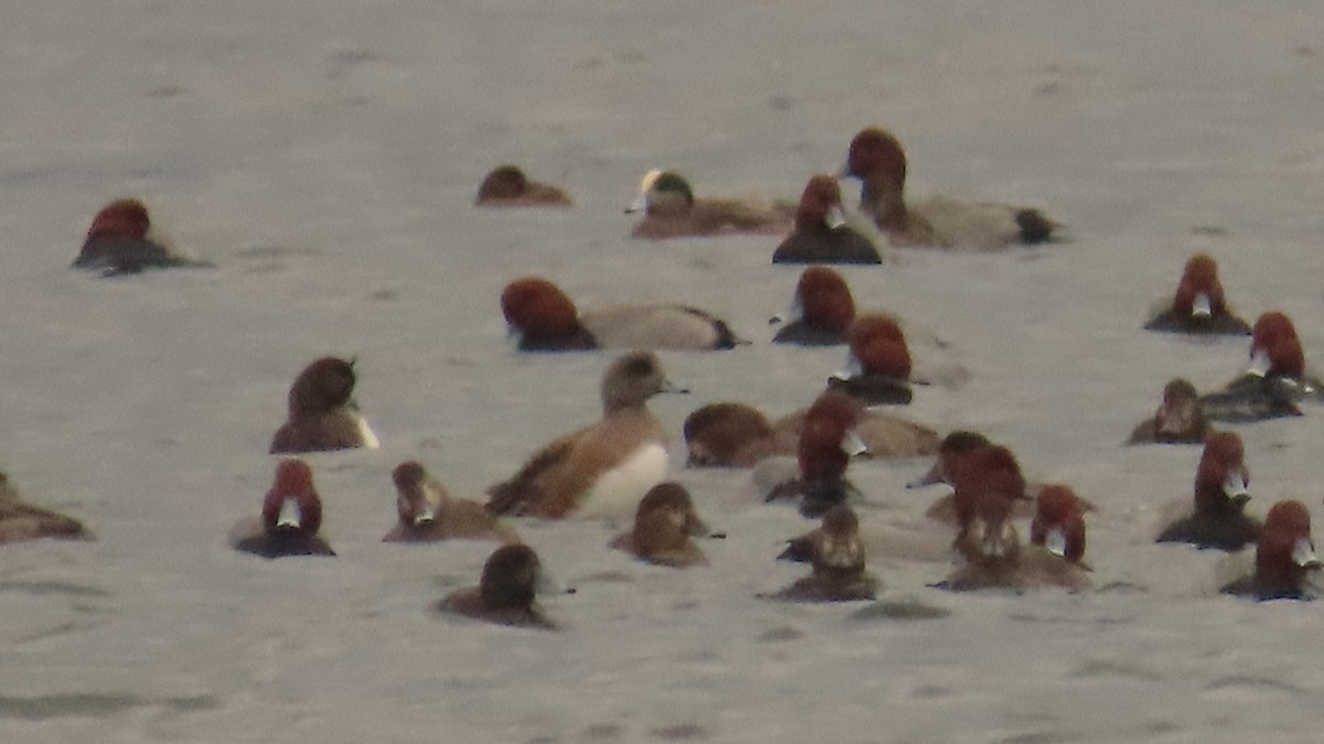 Amerika Fiyusu - ML646607372