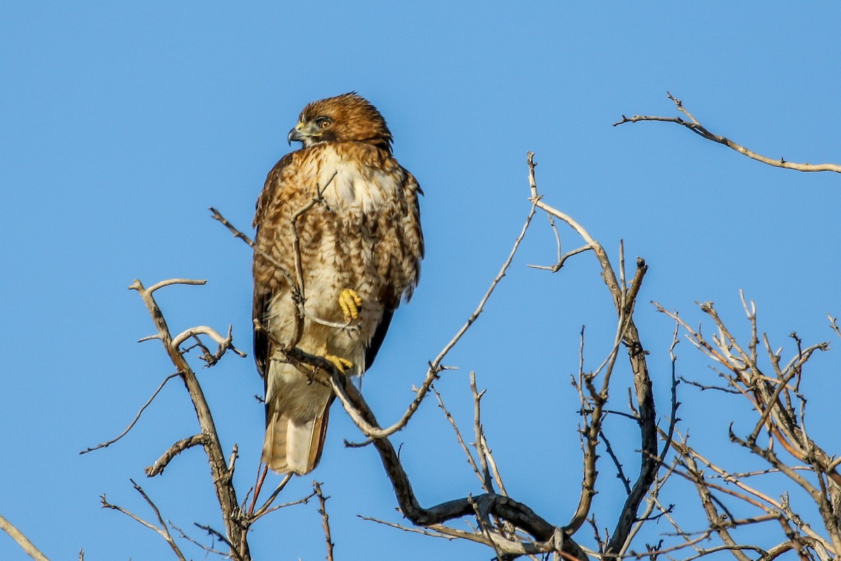 Poiana codarossa - ML646607373