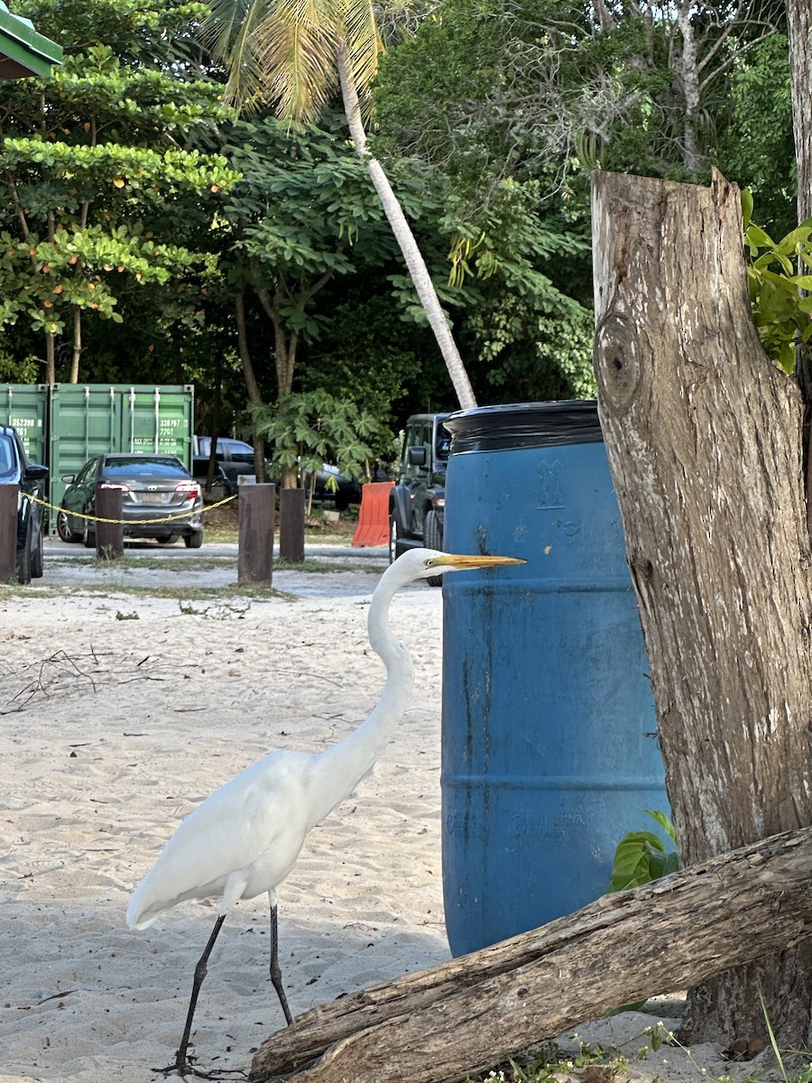 大白鷺 - ML646607376