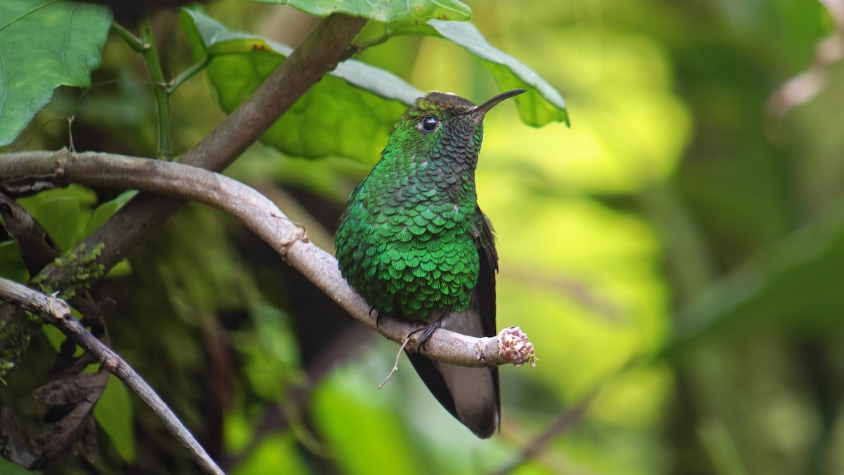 Esmeralda Capirotada - ML646607377