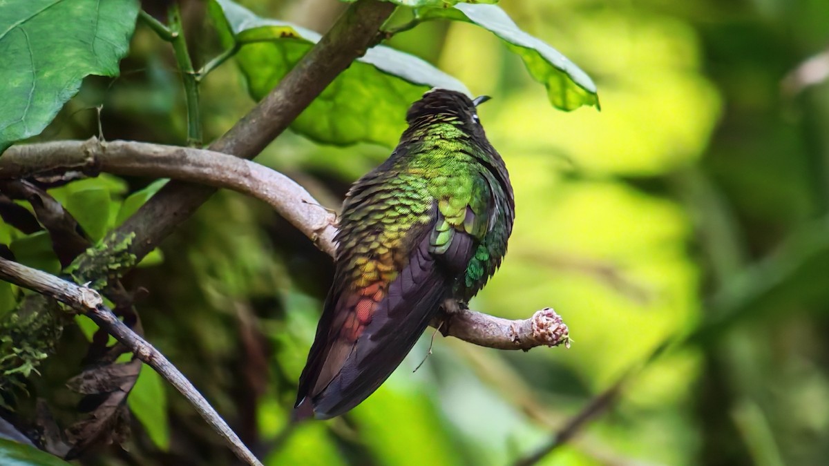 Esmeralda Capirotada - ML646607378