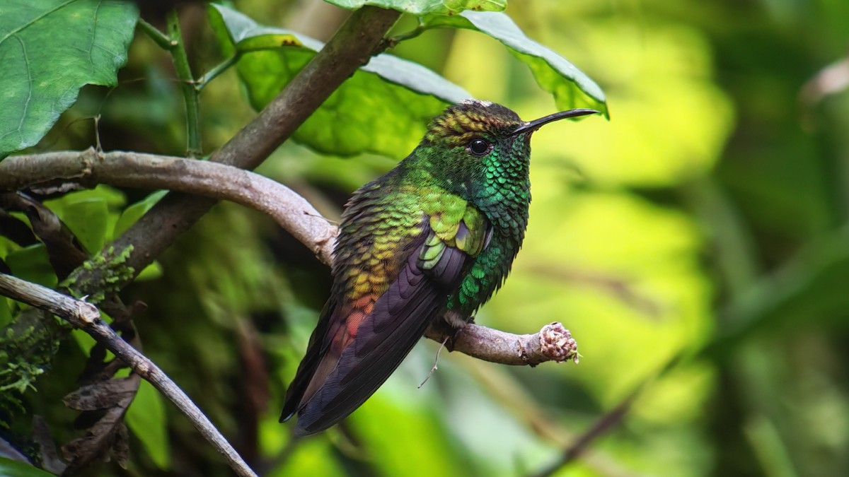 Esmeralda Capirotada - ML646607379