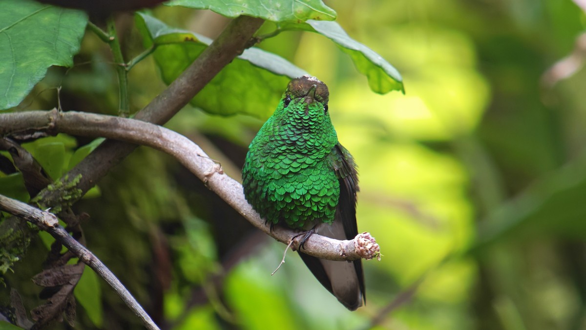 Esmeralda Capirotada - ML646607380