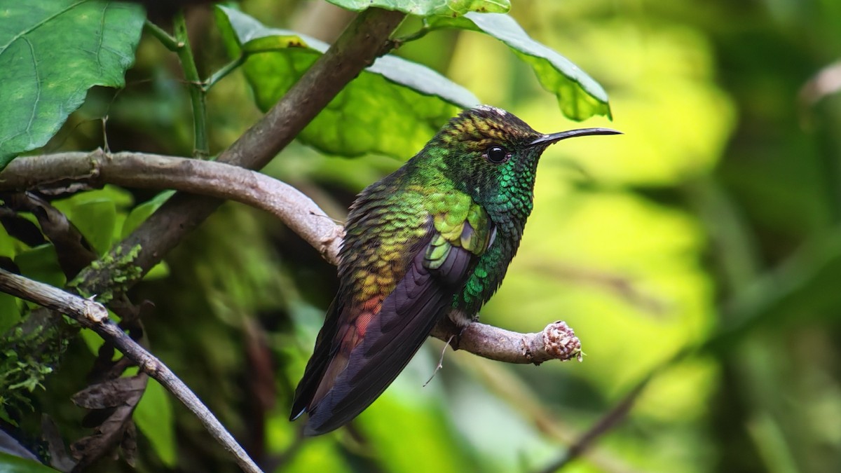 Esmeralda Capirotada - ML646607381