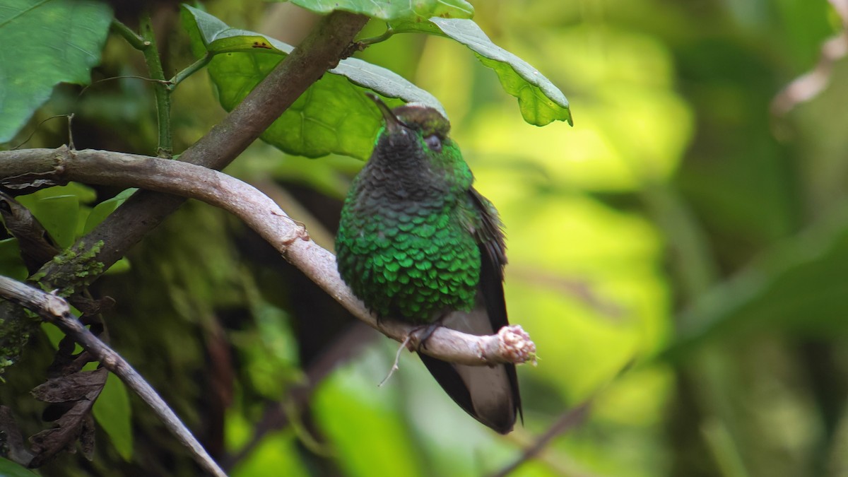 Esmeralda Capirotada - ML646607382