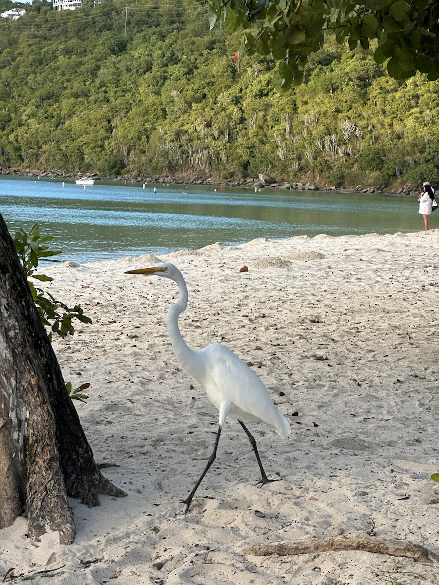 大白鷺 - ML646607383