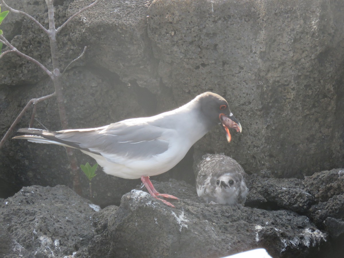 Gaviota Tijereta - ML646607384