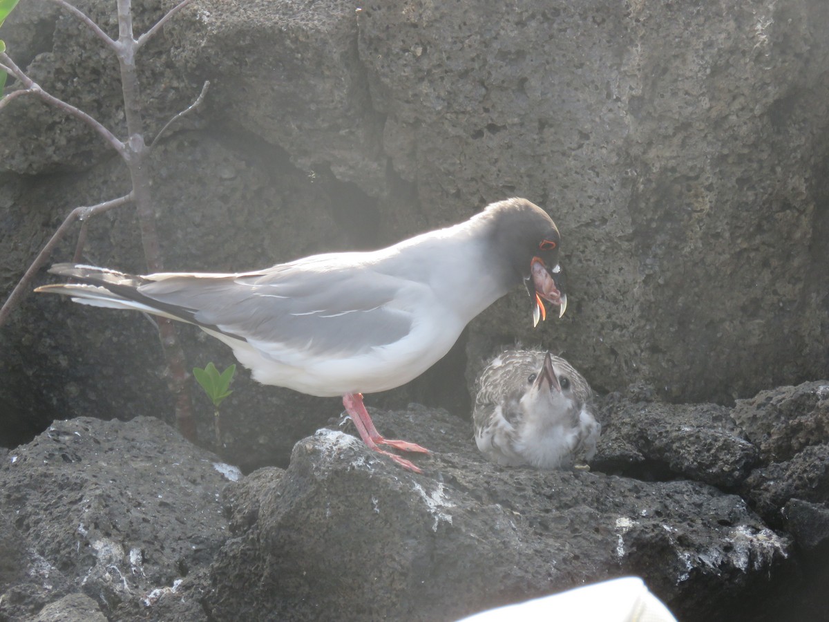 Gaviota Tijereta - ML646607385