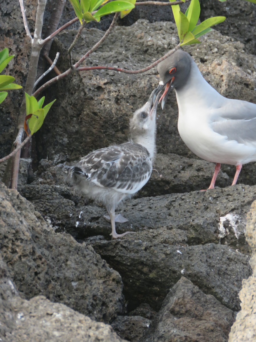 Gaviota Tijereta - ML646607386