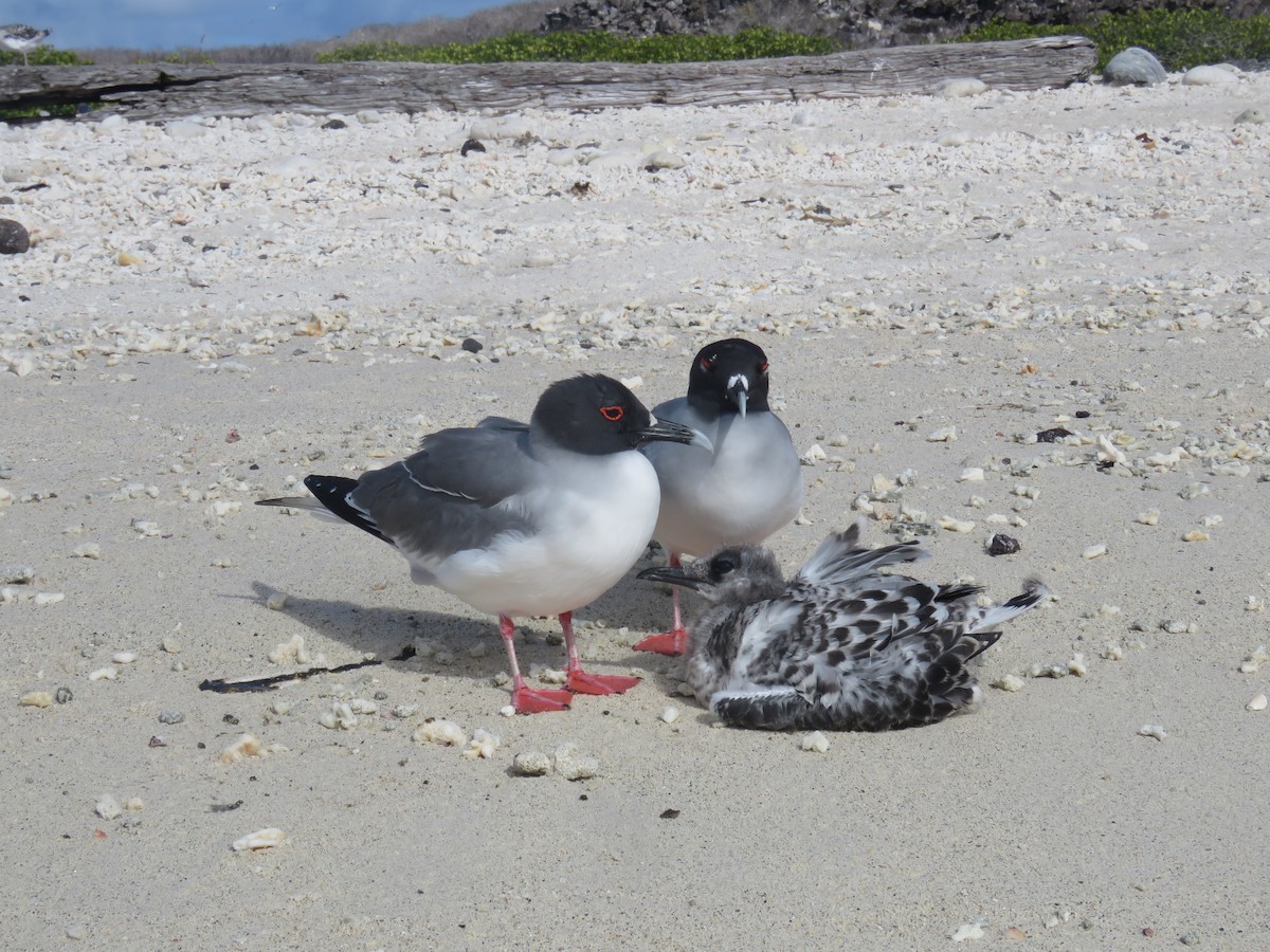 Gaviota Tijereta - ML646607387