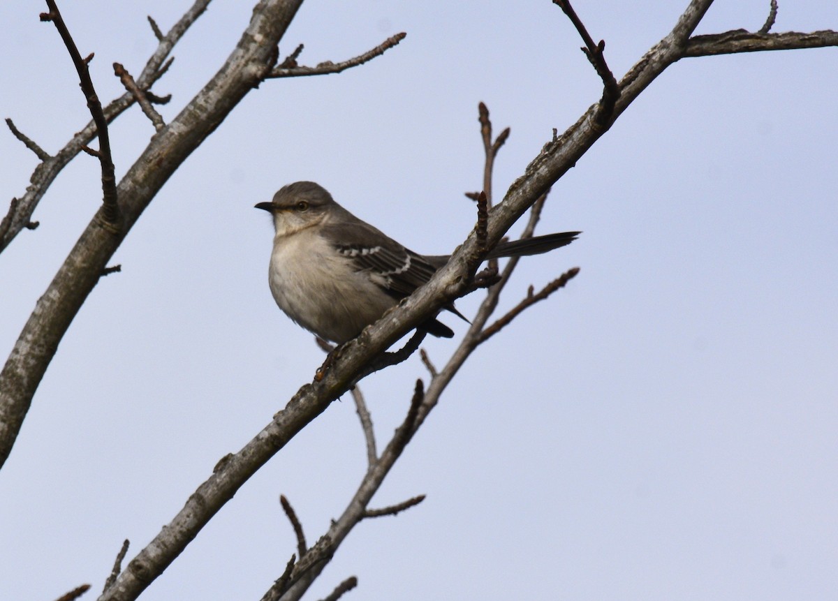 Northern Mockingbird - ML646607389