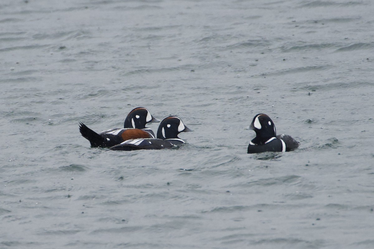 Harlequin Duck - ML646607390