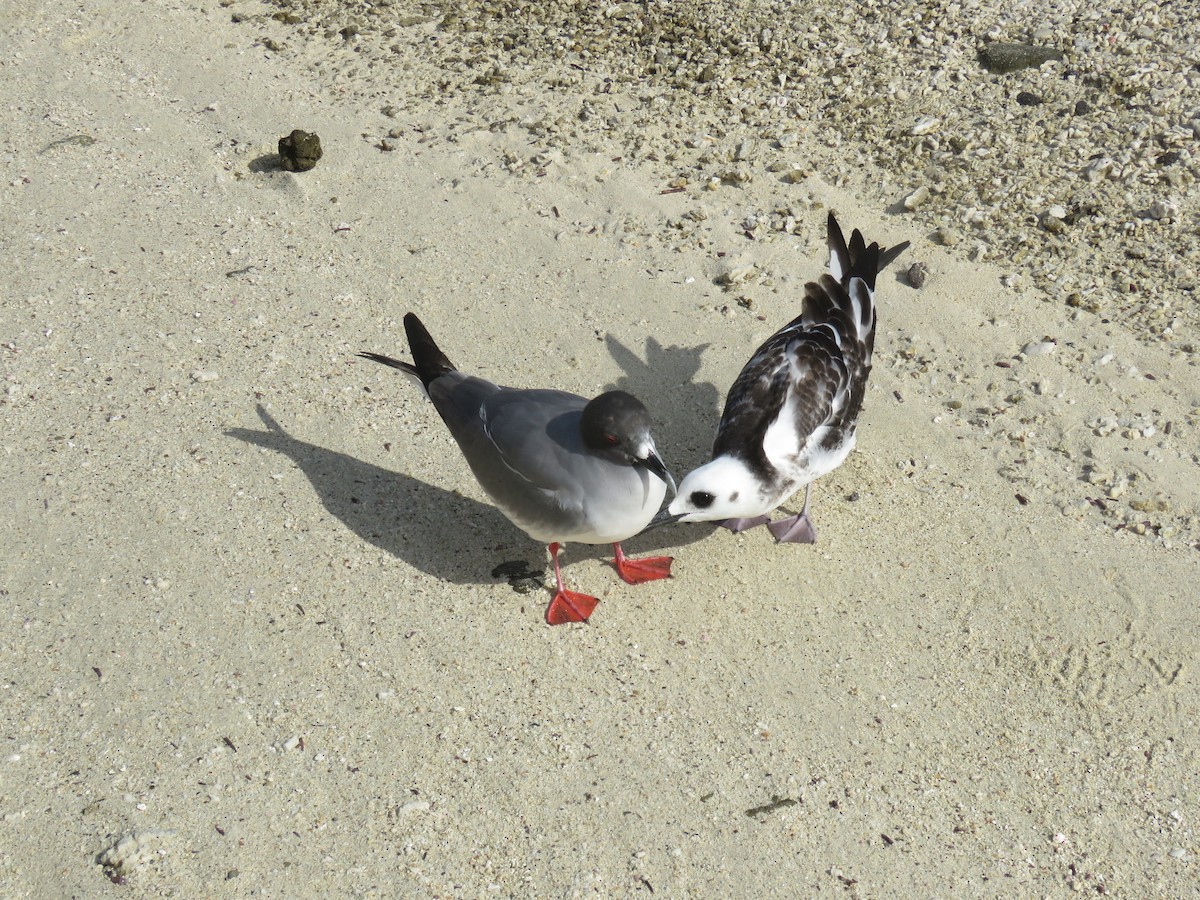 Gaviota Tijereta - ML646607391