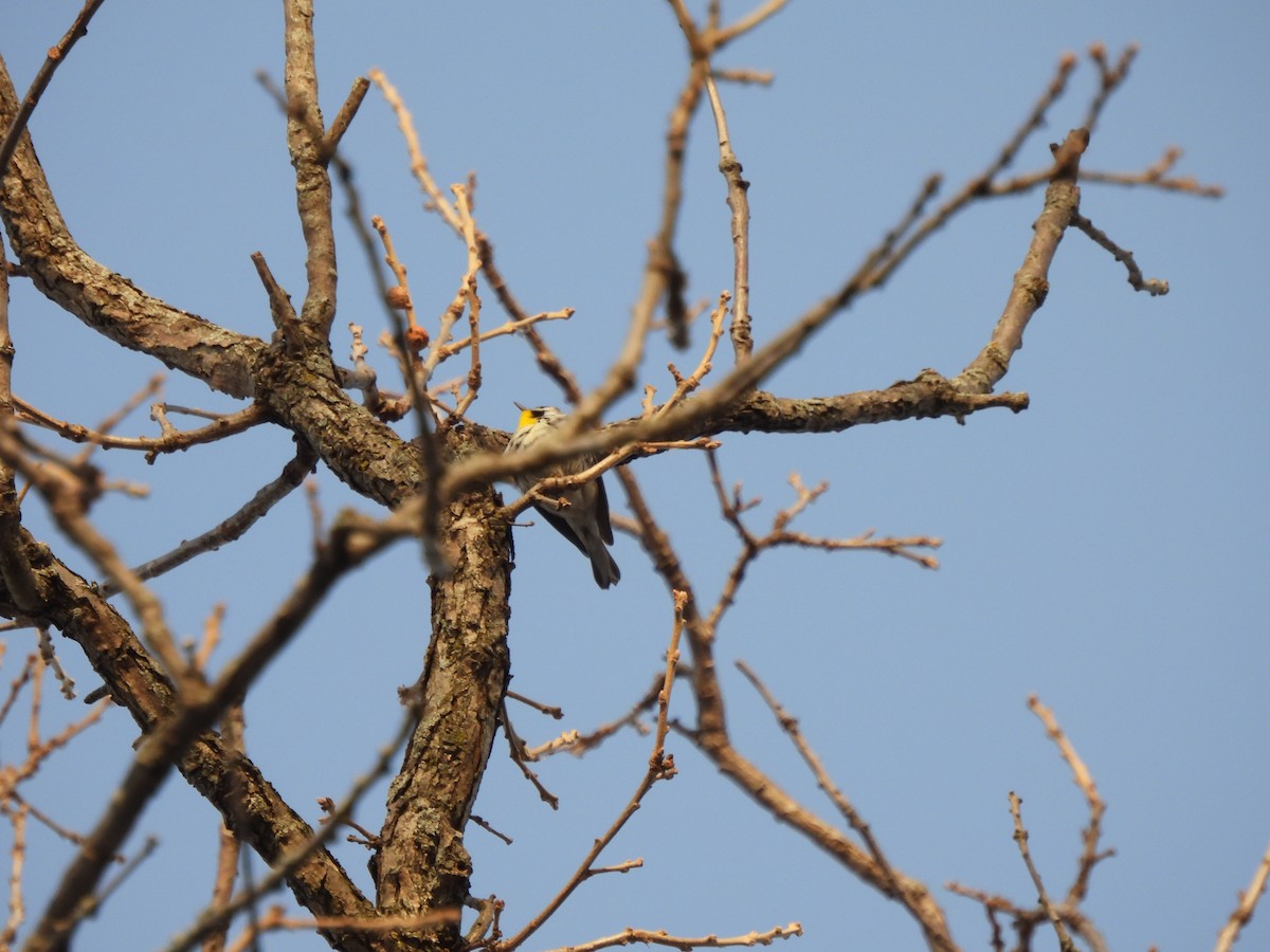 Yellow-throated Warbler - ML646607395