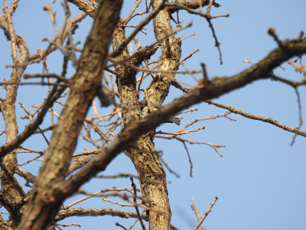 Yellow-throated Warbler - ML646607396
