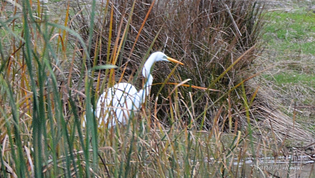 volavka bílá - ML646607397