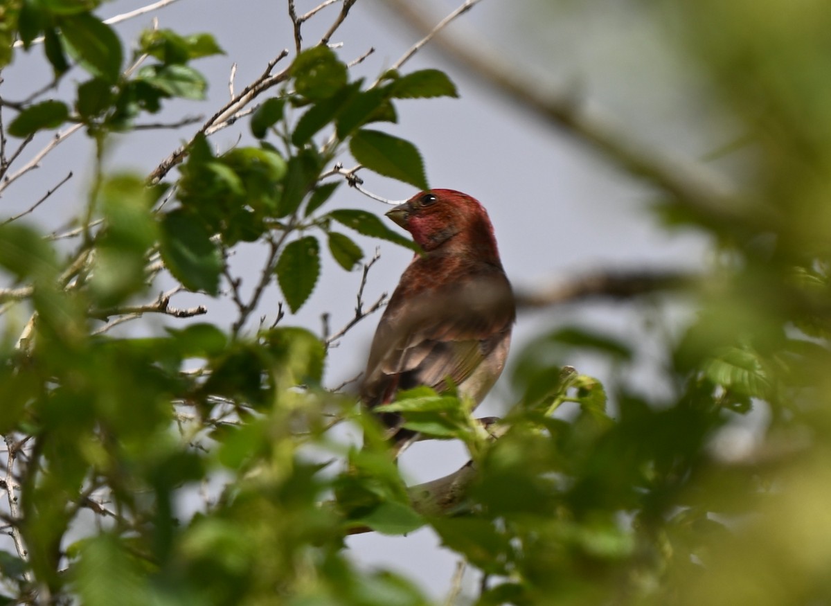 rosenfink - ML646607399