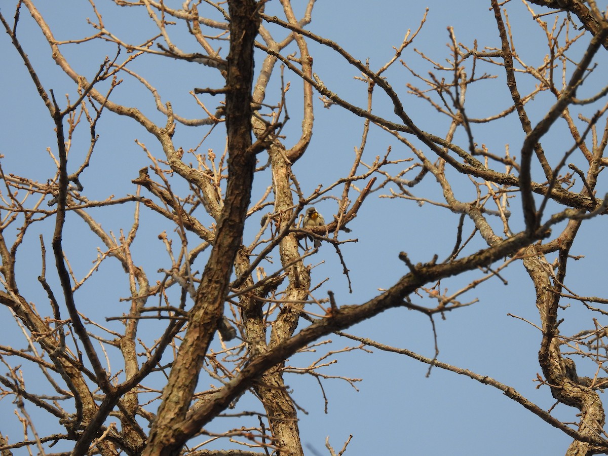 Yellow-throated Warbler - ML646607400