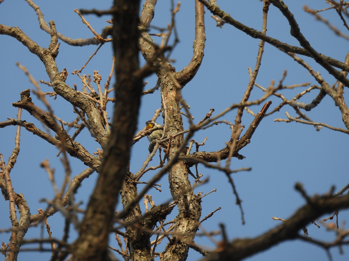 Yellow-throated Warbler - ML646607402