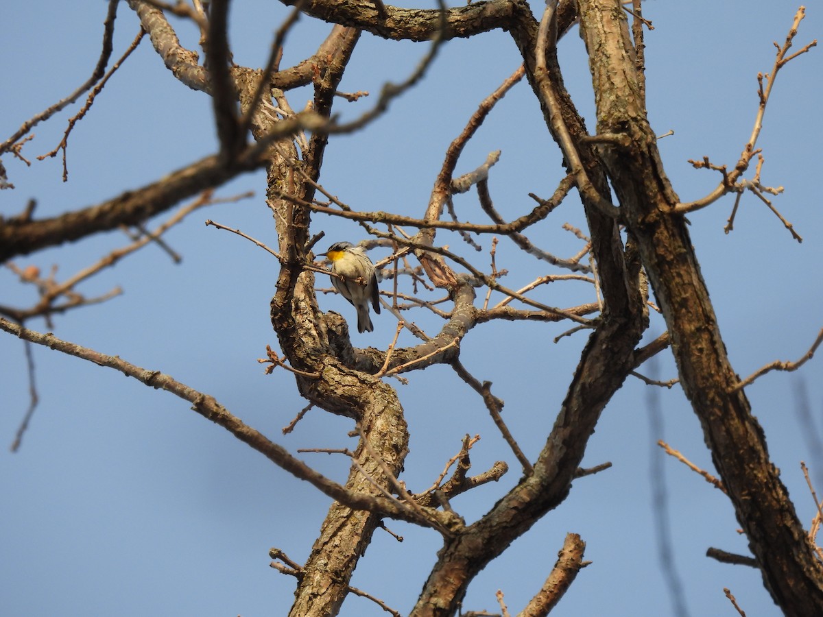 Yellow-throated Warbler - ML646607404