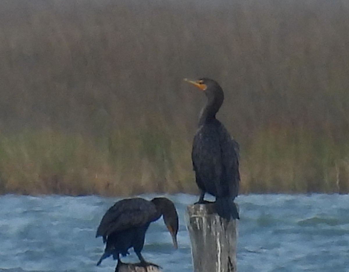 Double-crested Cormorant - ML646607407
