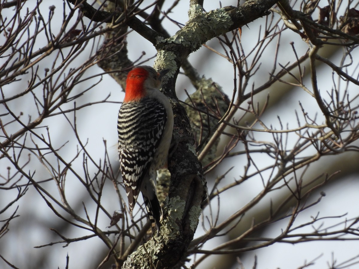 Carpintero de Carolina - ML646607408