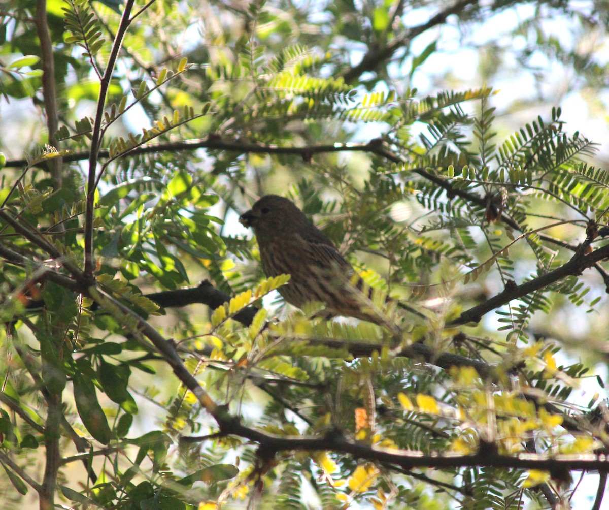 Roselin familier - ML646607409