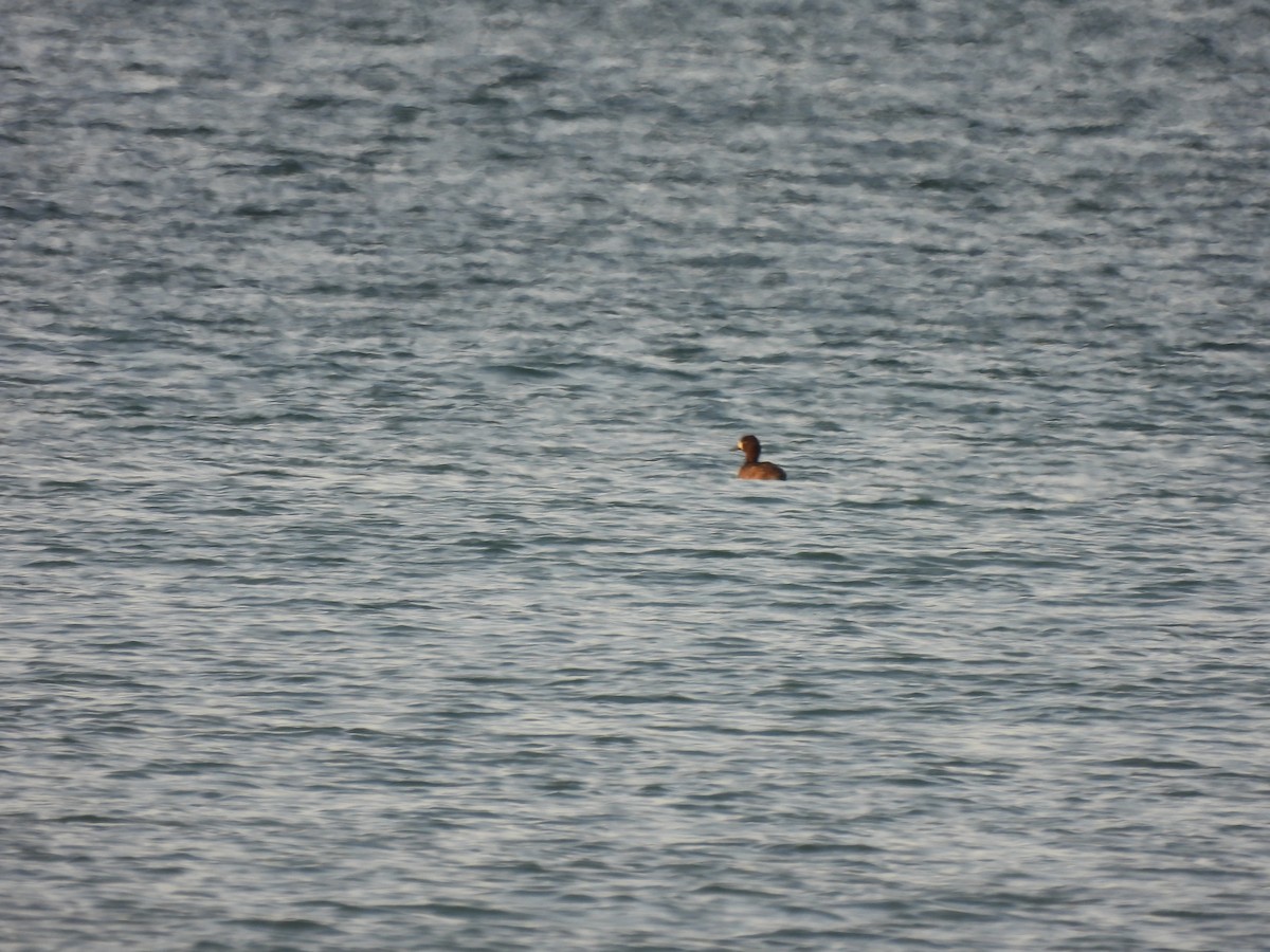 Lesser Scaup - ML646607411